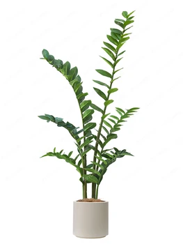 Simülasyon Yeşil Bitki Zamioculcas Yaprakları Kapalı Simüle Bitkiler Peyzaj yanında Kanepe Zemin Bonsai